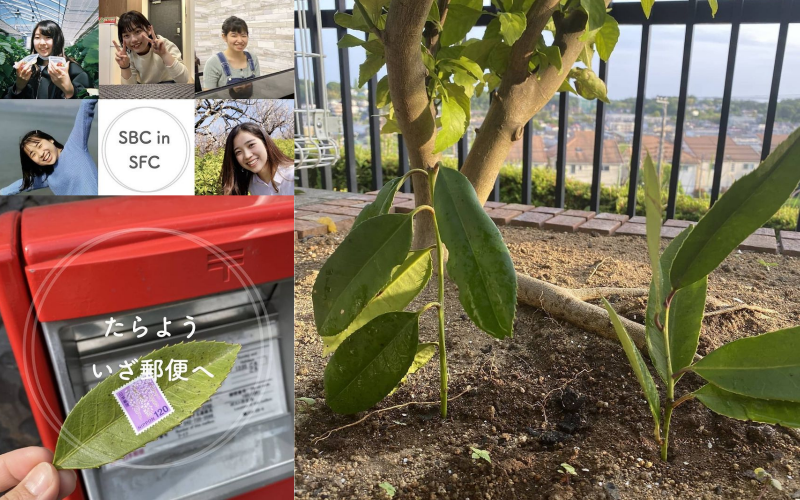 đại học keio đại học keio